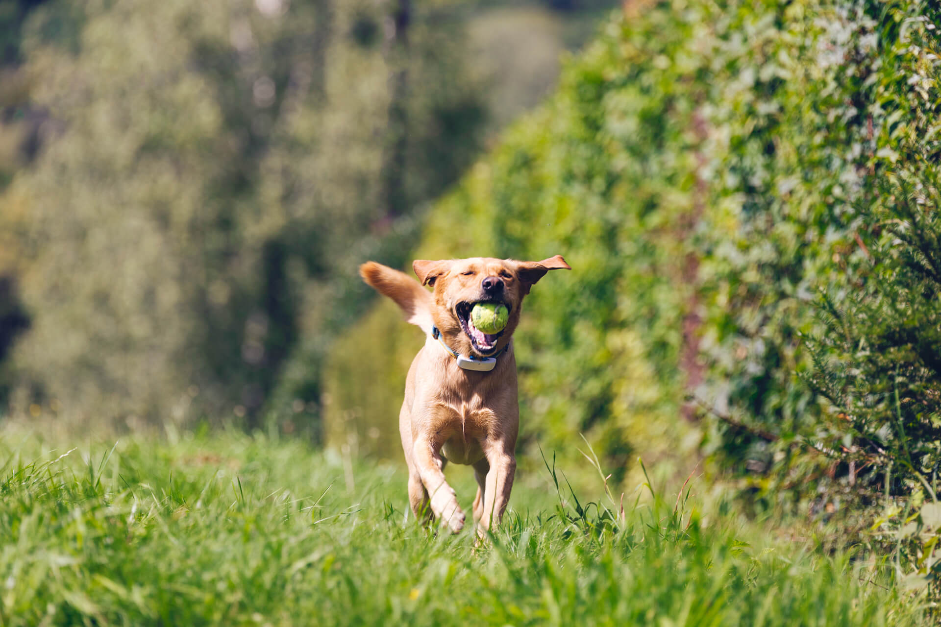 bruine hond die buiten in het gras rent met een tennisbal in de bek