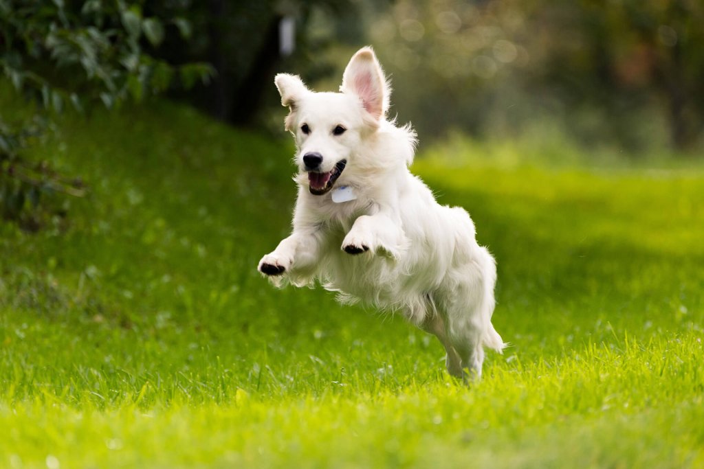 white dog jumping and running outside in grassy field