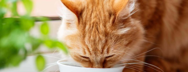 Rötliche Katze trinkt aus weißem Wassernapf