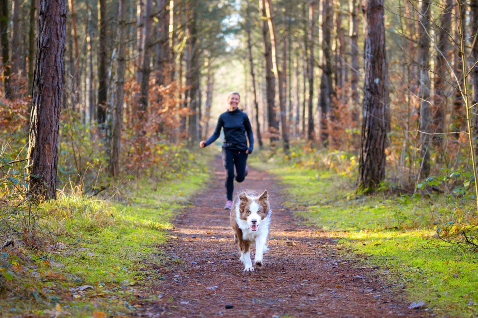 Braun-weißer Hund läuft durch den Wald mit seinem Frauchen auf den Fersen