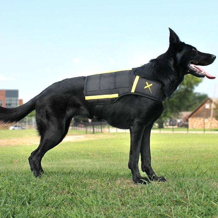 black dog wearing the xdog vest outside