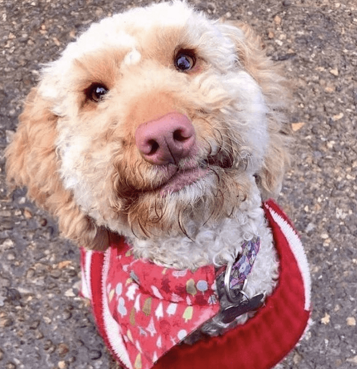 Nærbilde av brun og hvit, lodden hund som sitter og ser opp, hunden er iført rød genser og lommetørkle rundt halsen