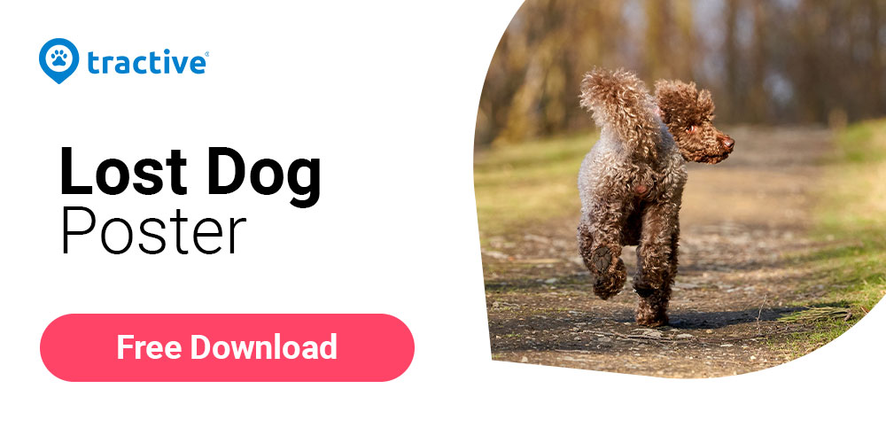 free lost dog poster from Tractive graphic