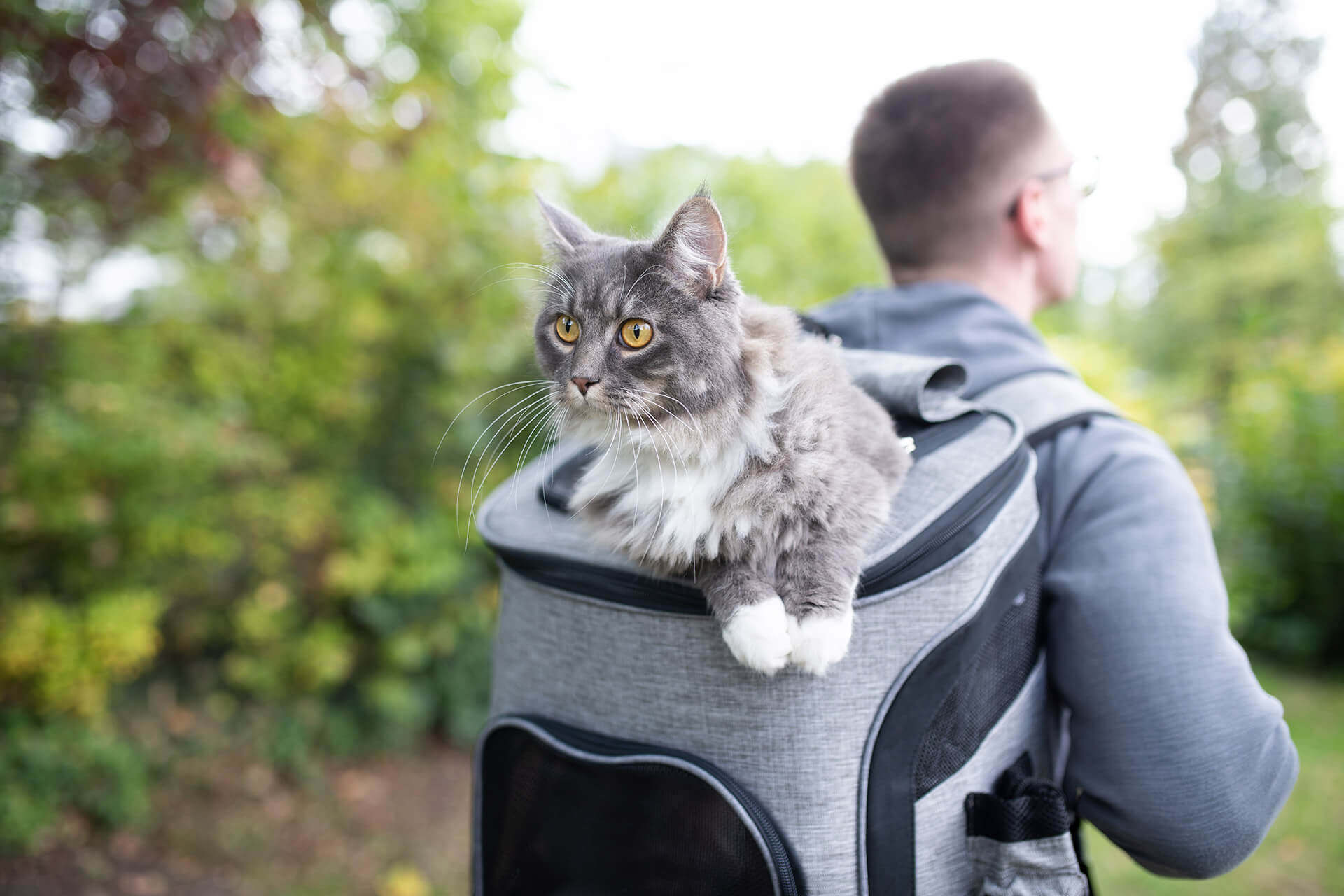 homme en randonnée avec un chat dans un sac à dos
