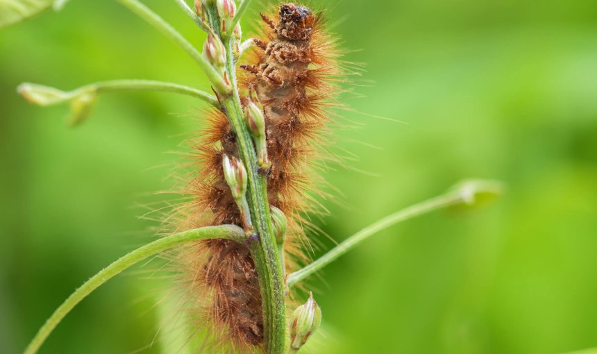 gros plan sur une chenille processionnaire montant sur une tige