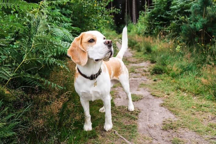 beagle dog on path in forest 