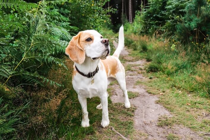 en beaglehund på en sti i skogen 