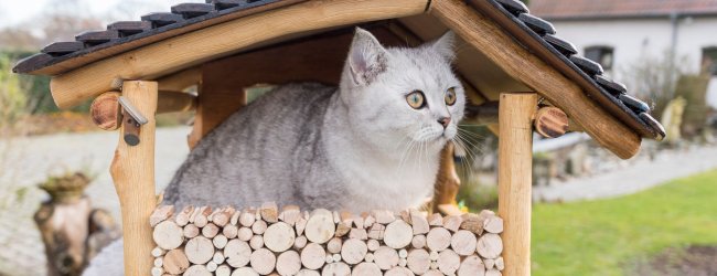 A cat sitting in a wooden outdoor enclosure