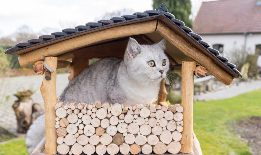 A cat sitting in a wooden outdoor enclosure