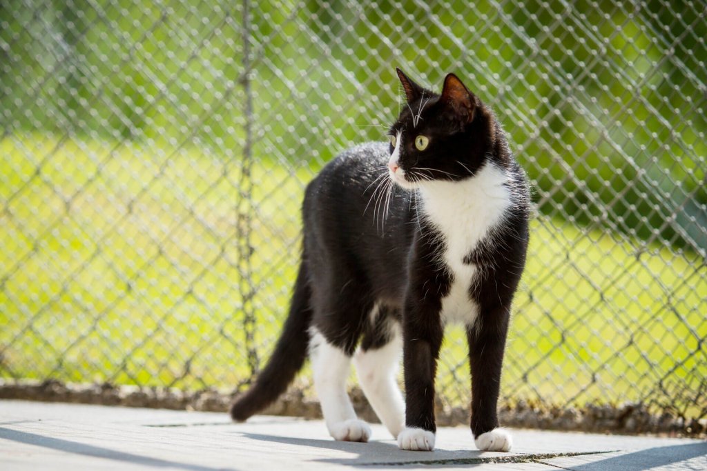 black and white cat standing outside in front of fence