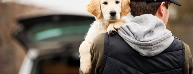 ladrón de perros sujetando a un "golden retriever"