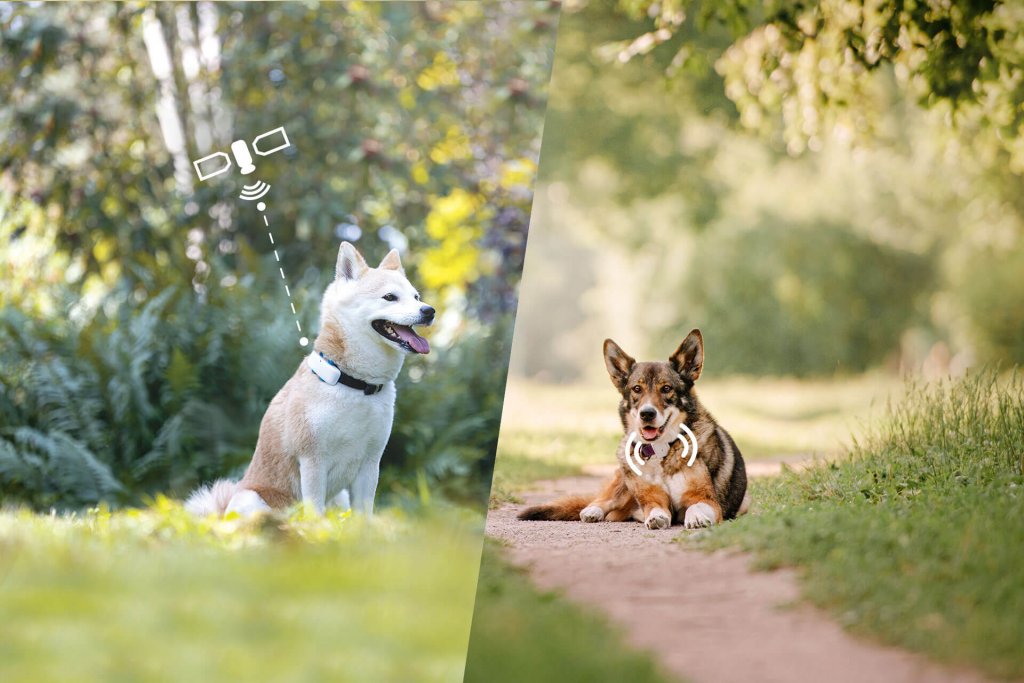 two dogs outside, one wearing a gps dog tracker, one wearing a radio frequency pet tracker