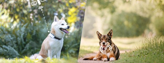 två hundar utomhus, en med hund-GPS och en med radiosändare