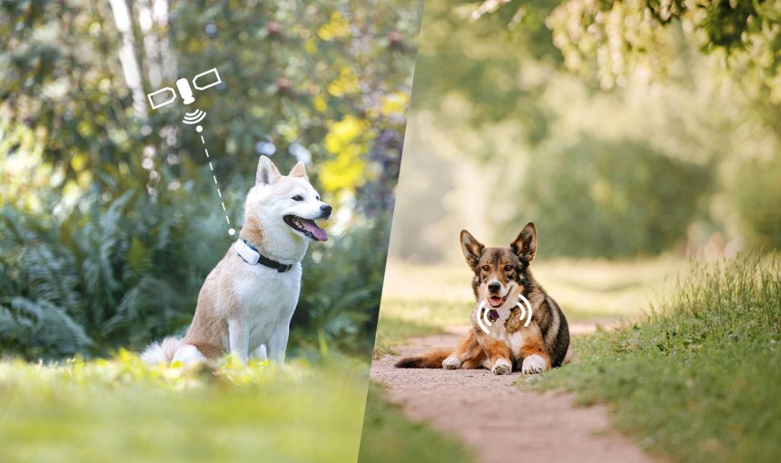 twee honden buiten, één met een gps-tracker voor honden en één met een radiofrequentie-tracker voor huisdieren