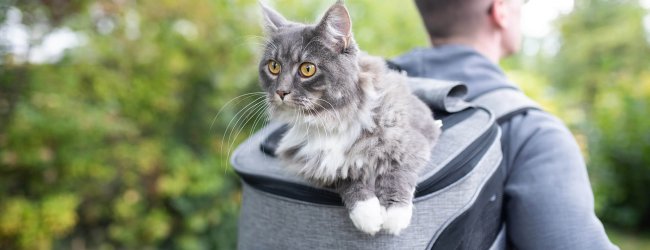 Hombre con mochila de senderismo gris y gato gris-blanco mirando desde la mochila