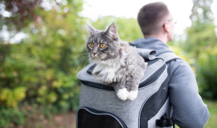Hombre con mochila de senderismo gris y gato gris-blanco mirando desde la mochila