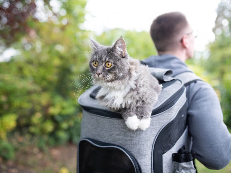 homme en randonnée avec un chat dans un sac à dos