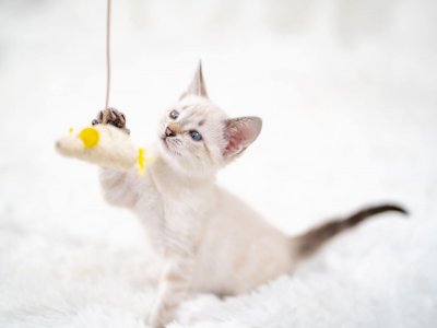 small white kitten on white background playing with a hanging toy