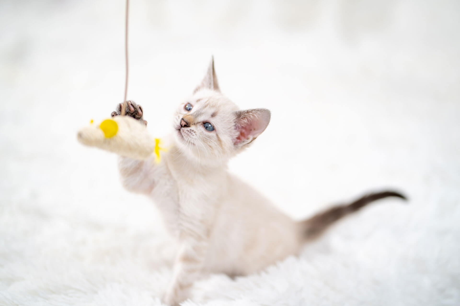small white kitten on white background playing with a hanging toy