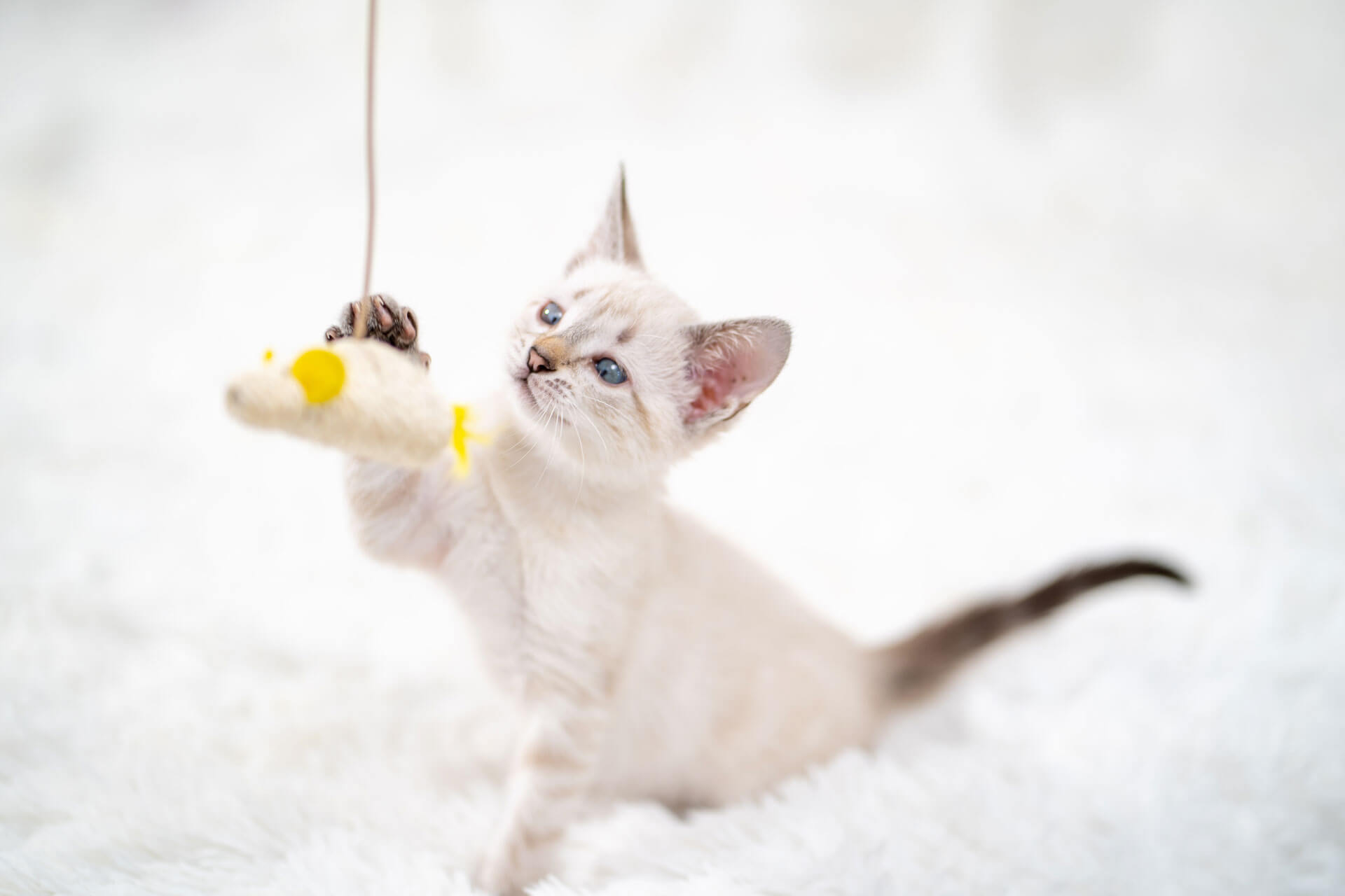 CAT ALONE - Cat Toy - Apps on Google Play