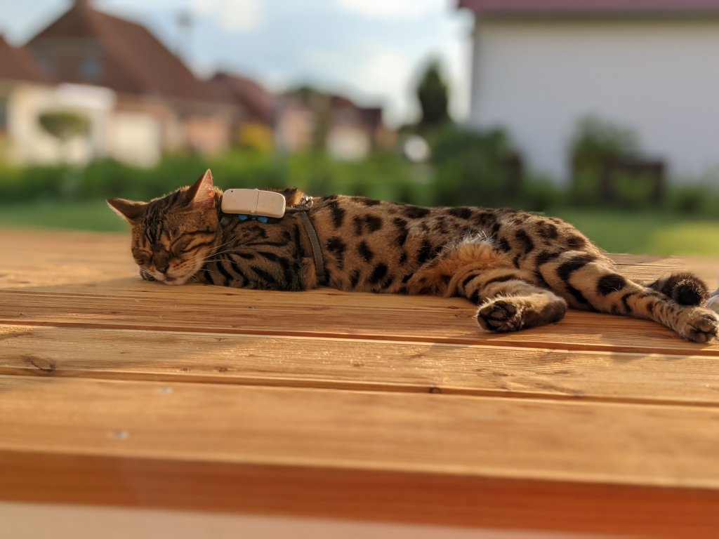 Stribet/plettet kat med Tractive GPS-tracker i selen sover på træterrasse udenfor