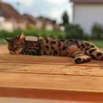 Tabby cat with Tractive GPS Tracker on its harness is sleeping on the wooden porch outside