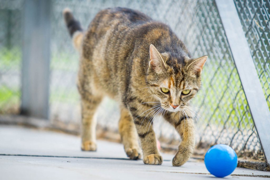 Gato marrón jugando con una bola azul al aire libre 