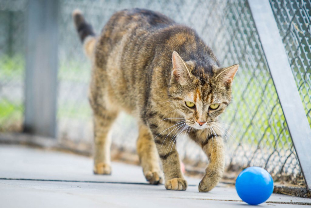 Existen los patios para gatos y se llaman catios - Foto 1