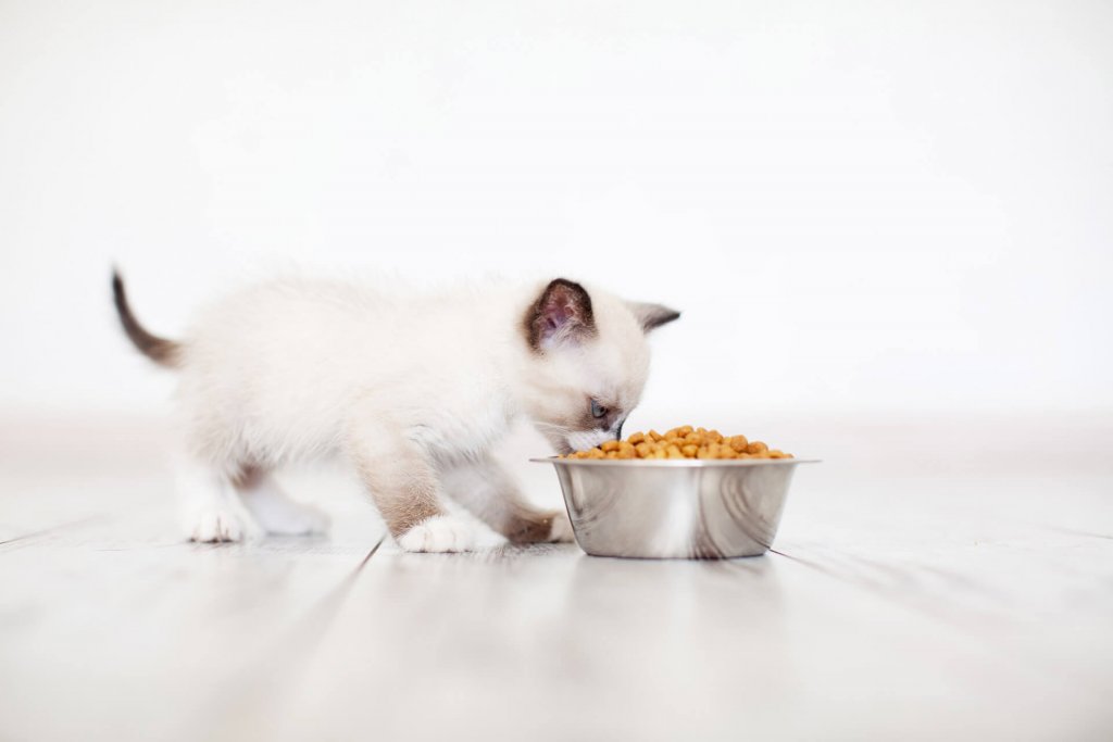 white and grey kitten eating out of cat food bowl on the floor indoors