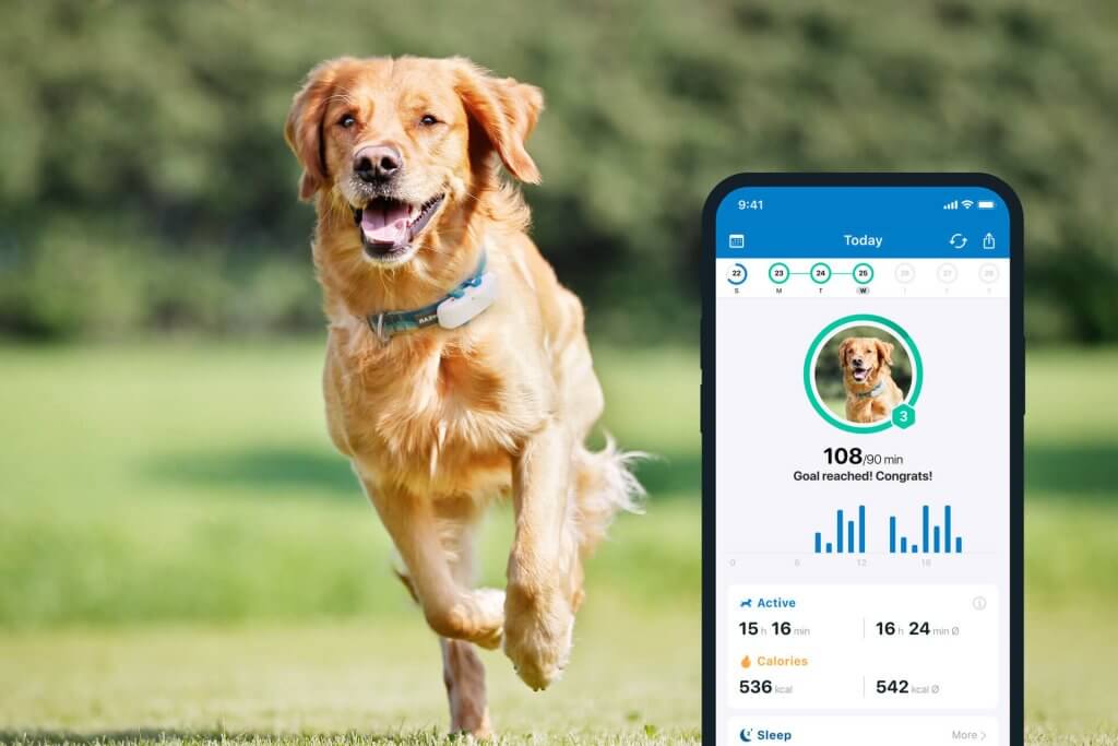 cane marrone corre su un prato e porta al collare il localizzatore Tractive GPS. In primo piano la schermata dell'applicazione Tractive