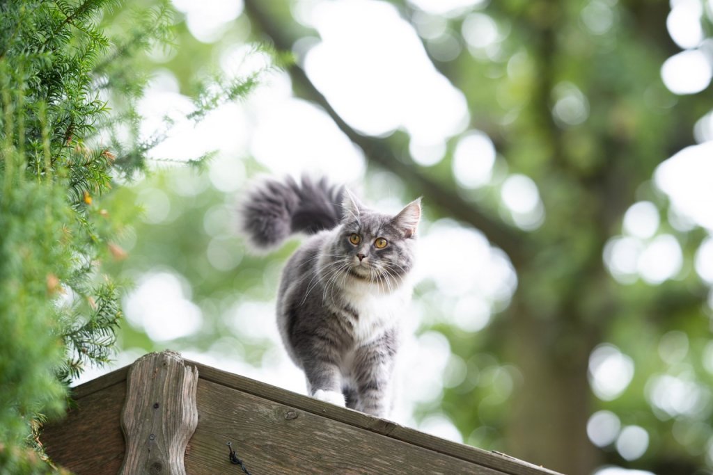 Grau-weiße Katze wandert auf dem Dach einer Holzhütte und blickt von oben herab in die Natur
