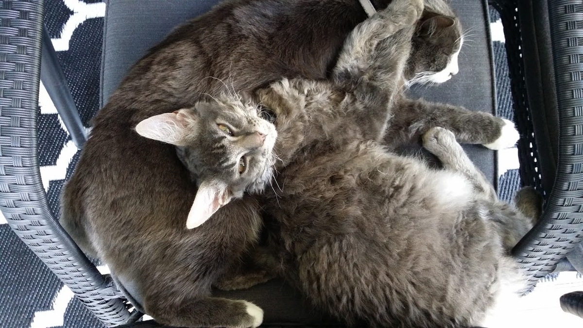 Kaksi harmaata kissaa käpertyneenä vierekkäin tuolilla