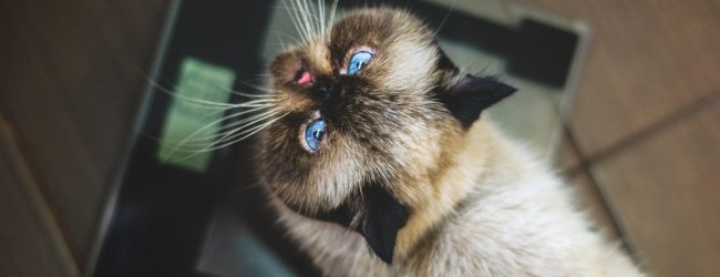 A cat sitting by a weighing scale