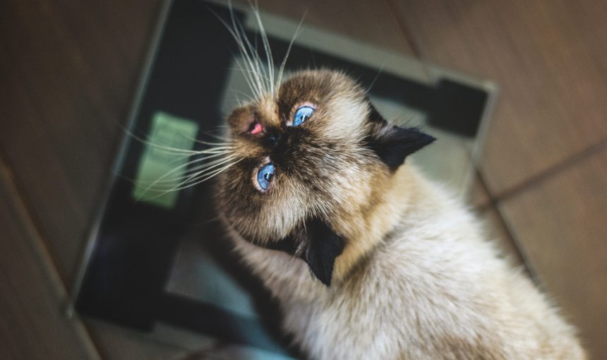 A cat sitting by a weighing scale