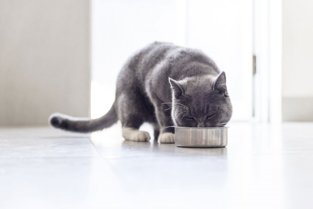 Graue Kartäuser-Katze frisst aus silbernem Napf, der am Boden steht