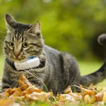 A cat wearing a Tractive GPS tracker outdoors