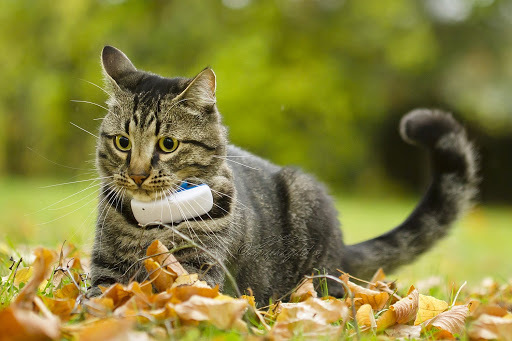 Kissa, jolla on Tractive GPS -paikannin, leikkii ulkona puunlehdillä
