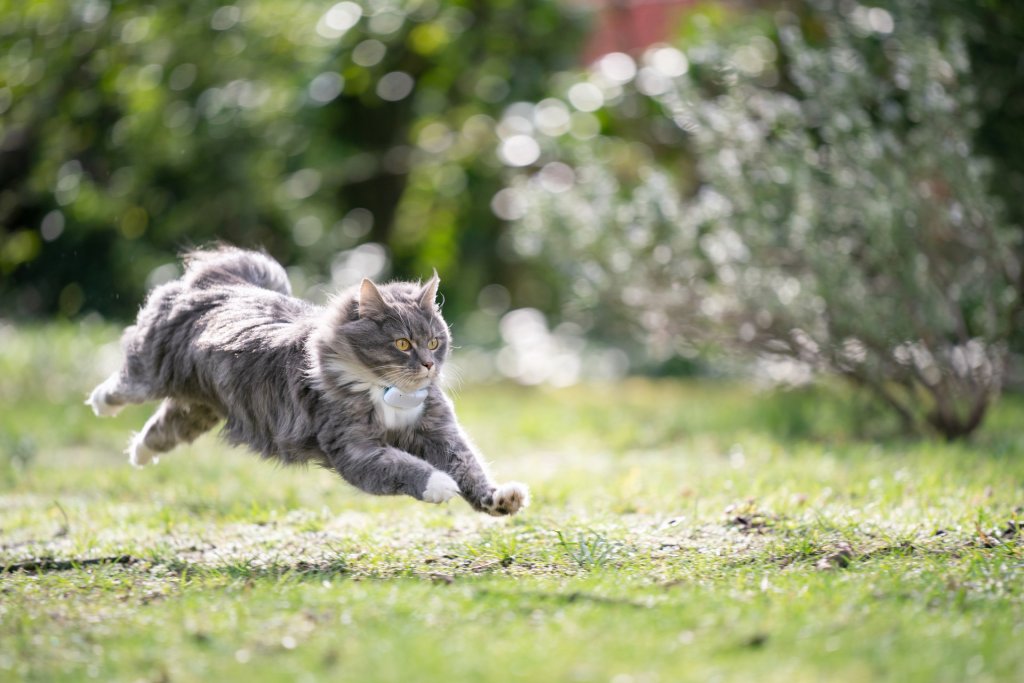 chat gris portant un traceur GPS courant dans l'herbe
