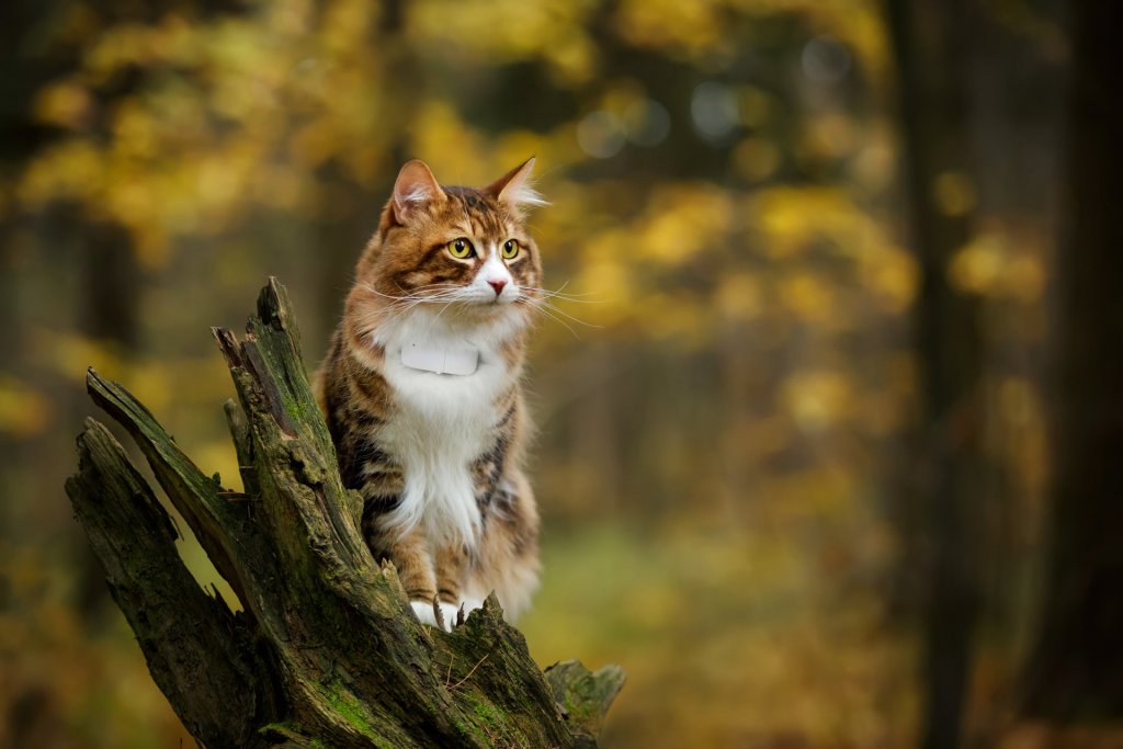 Chat roux assis sur une tronc d'arbres portant un GPS Tractive