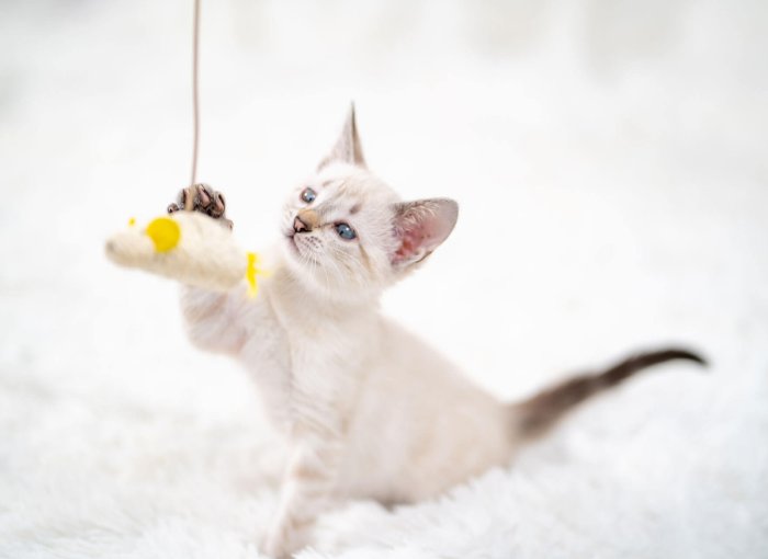 chaton blanc qui joue avec une souris au bout d'un fil
