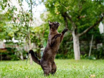 Braun-schwarze Katze macht Männchen in der Wiese