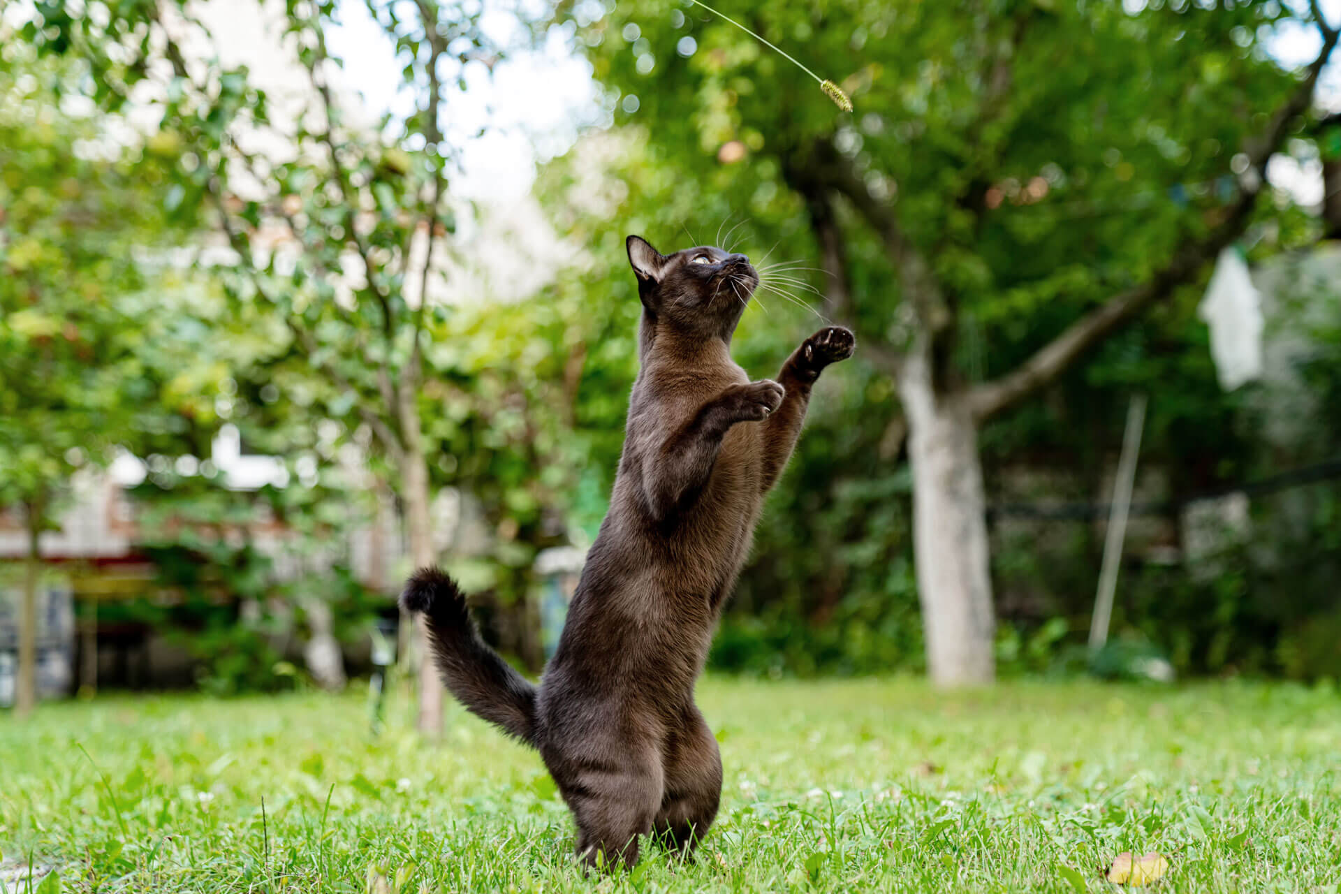 Tabla de la condición corporal para gatos: ¿tu gato tiene sobrepeso o un peso por debajo del recomendado?