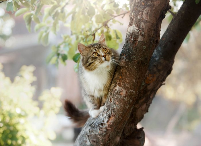 Brun och vit katt i ett träd