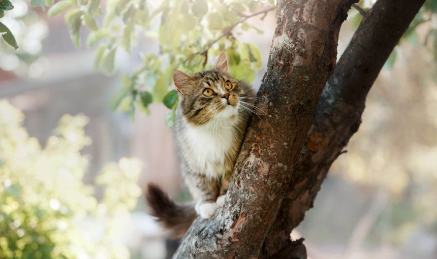 Bruin-witte kat in een boom