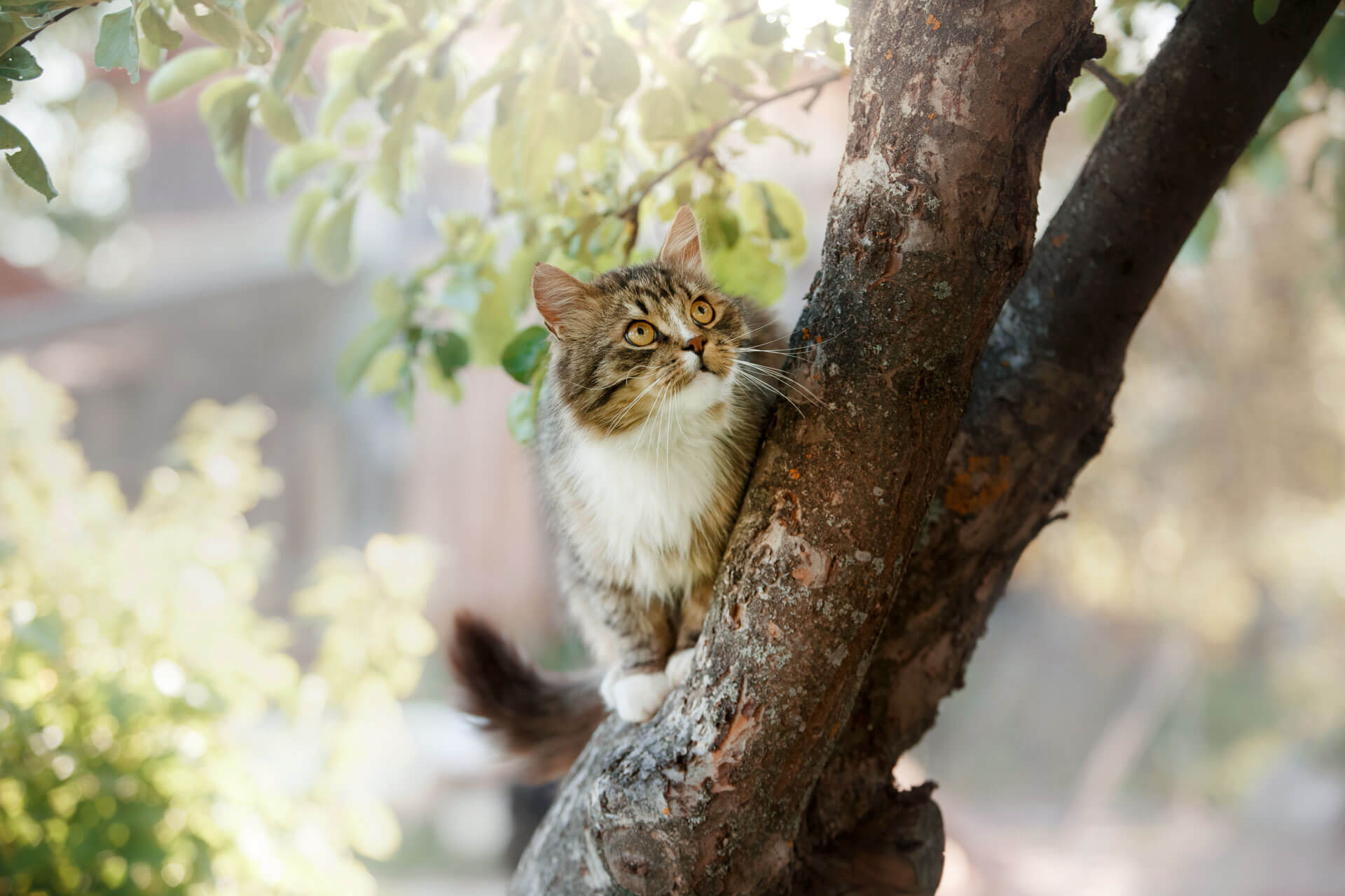 Gattino selvatico, ecco come addomesticarlo