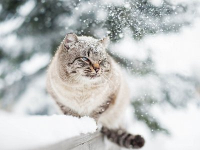 grey cat sitting outside in winter snow