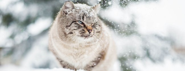 Gato gris al aire libre en la nieve de invierno