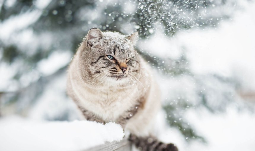 grey cat sitting outside in winter snow