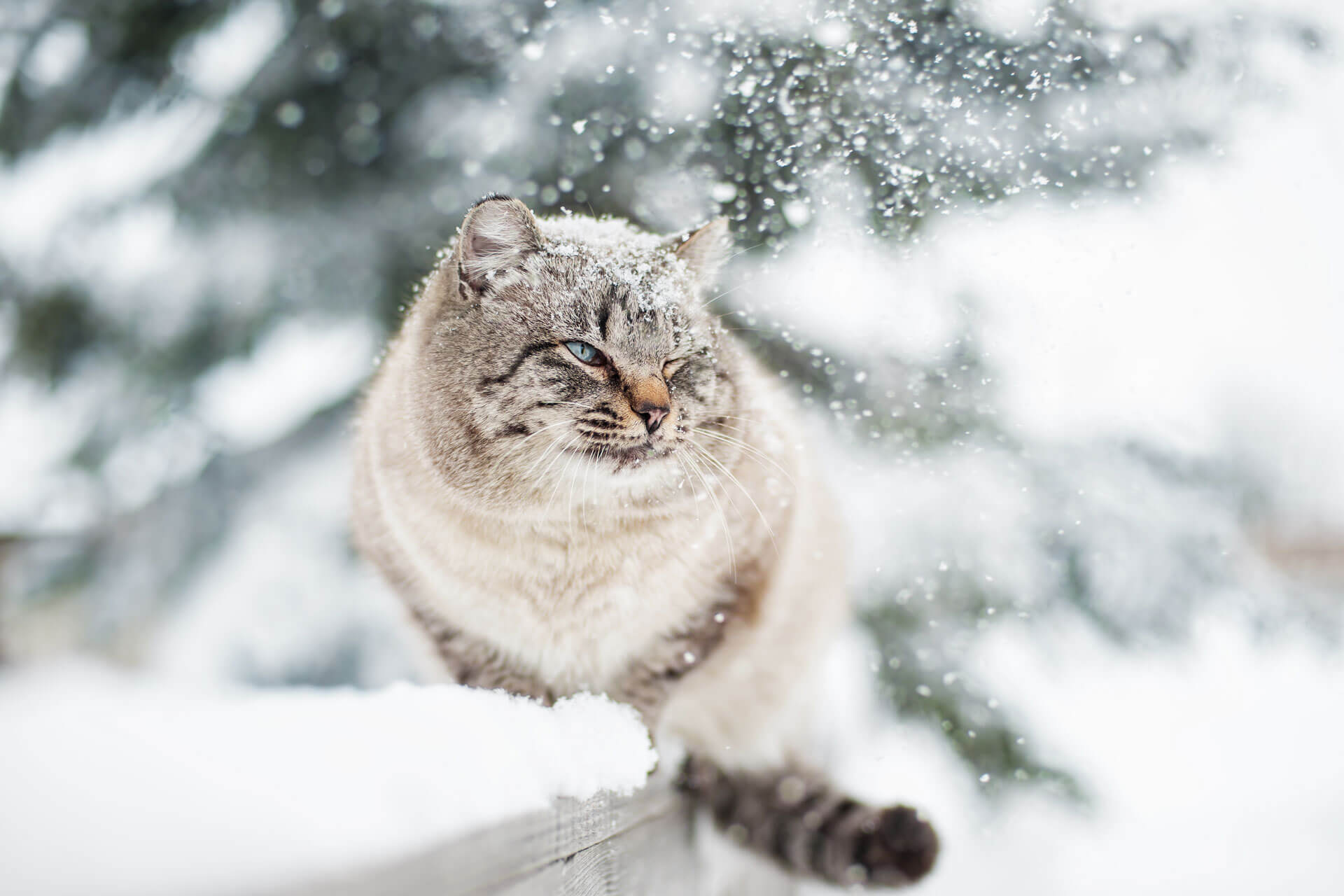 grey cat sitting outside in winter snow