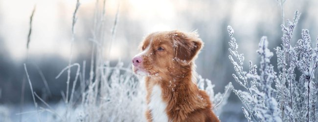 Perro blanco y marrón al aire libre, en un campo con nieve.